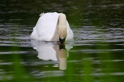 Swan drinking  in lake