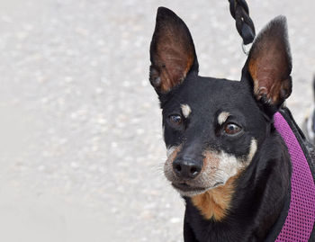 Close-up portrait of a dog