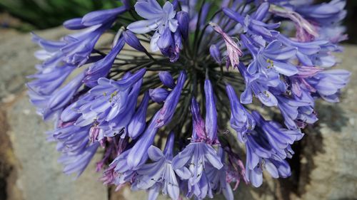 Close-up of purple flowering plant