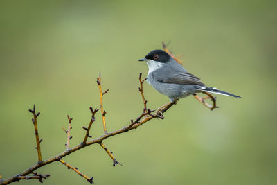 Close-up of bird perching on tree