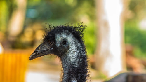 Close-up of a bird looking away