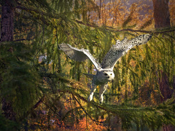 Close-up portrait of owl against trees in forest