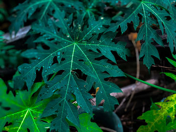 Close-up of raindrops on leaves