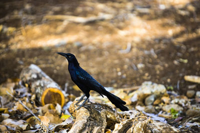 Bird perching on rock