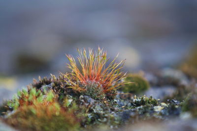 Close-up of moss growing on stone