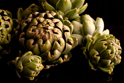 Close-up of fresh white flowers against black background