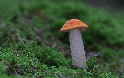 mushroom