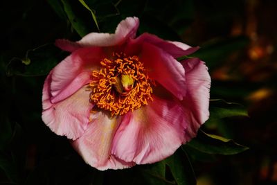 Close-up of pink rose flower