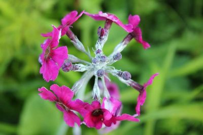 Close-up of pink flowers