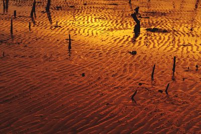 Shadow of birds on sand
