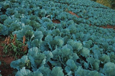 High angle view of flowering plant on field