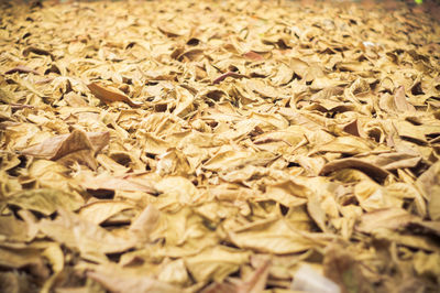 Full frame shot of dry leaves