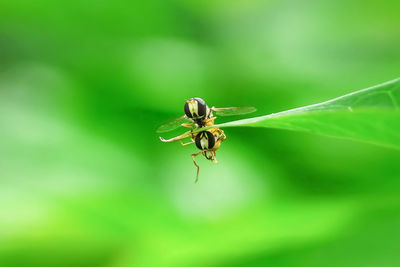 Close-up of insect on leaf