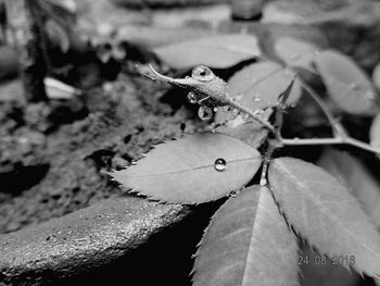 Close-up of insect on leaf