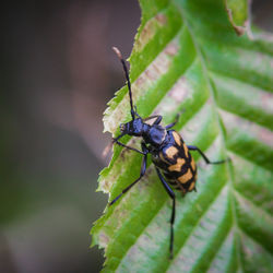 Close-up of insect on leaf