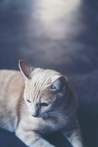 Close-up of cat relaxing on floor