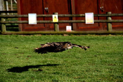 Full length of eagle owl flying over grassy field