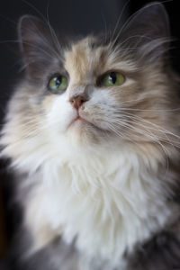 Close-up portrait of cat