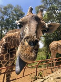 Portrait of giraffe