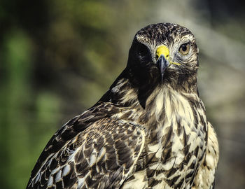 Close-up portrait of owl