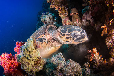 View of turtle swimming in sea