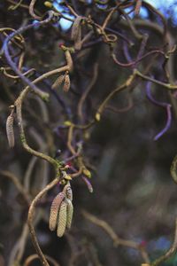 Close-up of flower bud