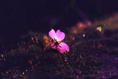 Close-up of pink flowers blooming outdoors