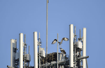 Low angle view of osprey nest in communication tower against clear blue sky