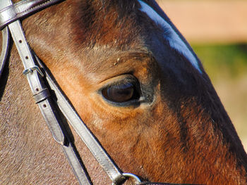 Close-up of a horse looking away