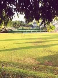Trees on grassy field