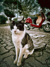 Portrait of cat sitting in city