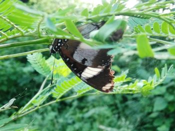 Close-up of butterfly on plant