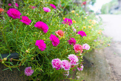 Close-up of pink flowering plants