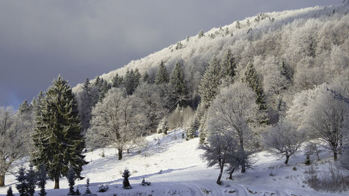 Snow covered land and trees against sky