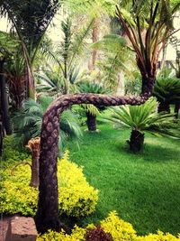 Trees growing in a park