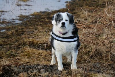 Portrait of dog