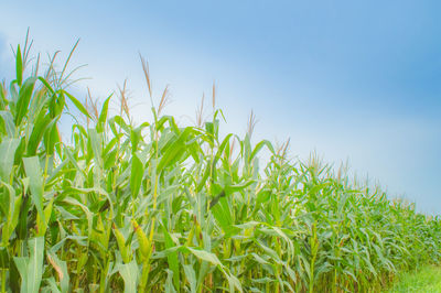 Crops growing on field against clear sky