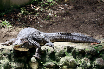 Close-up of crocodile