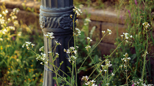 Close-up of flowering plants on field