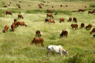 Flock of sheep in farm