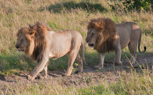 Lions walking on grass