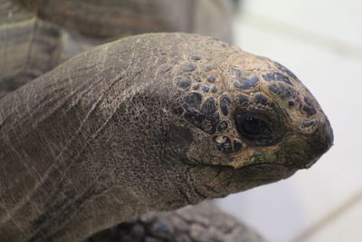 Close-up of giant tortoise