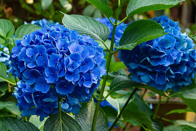 Close-up of blue hydrangea blooming outdoors