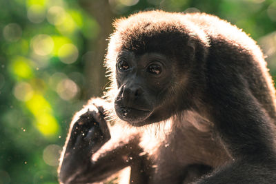 Close-up of monkey