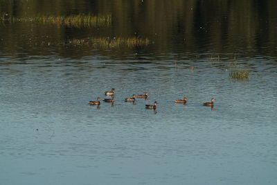 High angle view of ducks swimming in lake