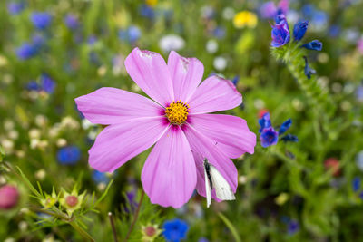 Close-up of pink cosmos flower