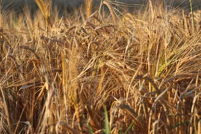 Close-up of wheat field
