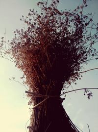 Tree against sky at sunset