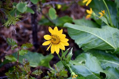 Close-up of yellow flowering plant