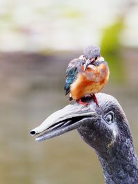 Close-up of bird perching on water